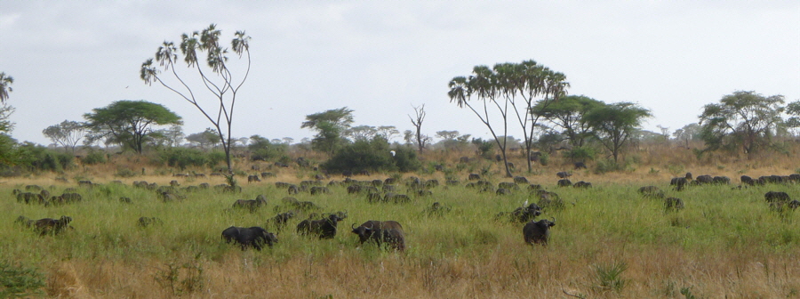 safari gruppenreise kenia 