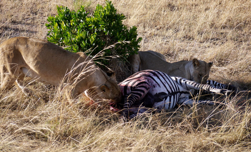 Lwen in der Mara mit Zebra