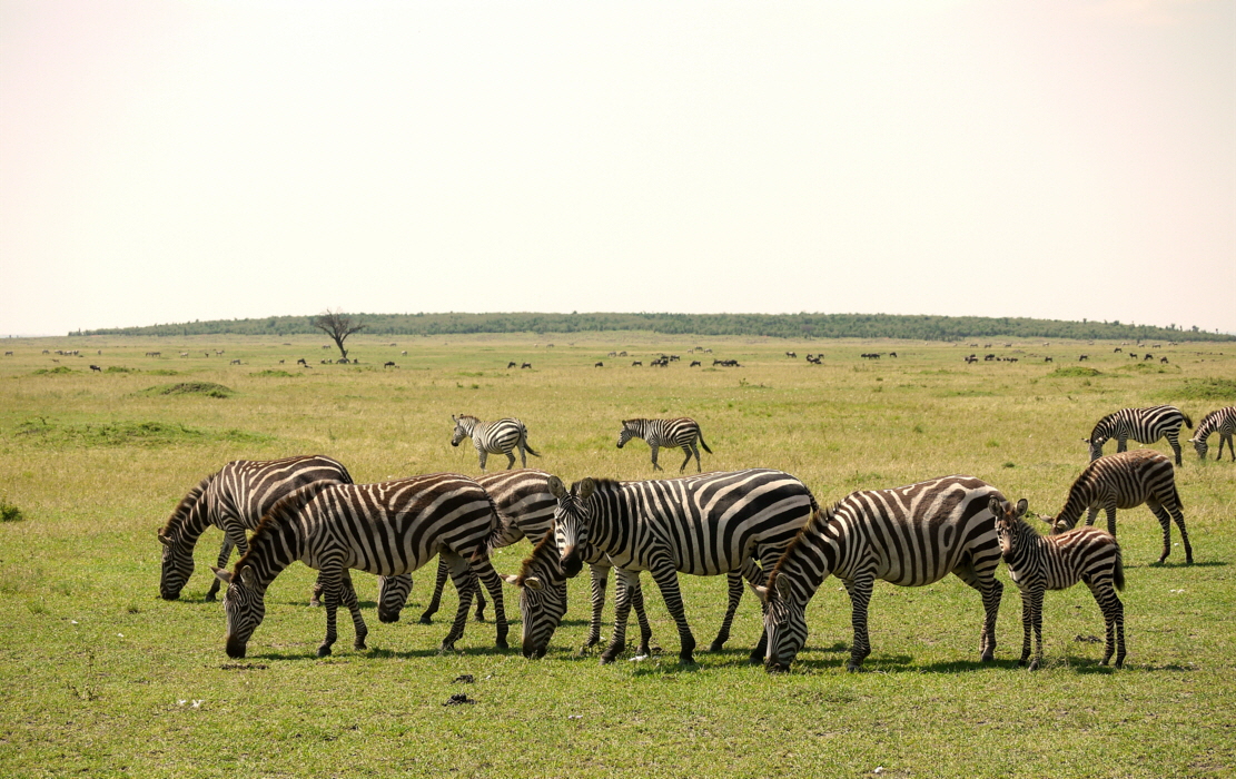 Lamai Camp Serengeti 