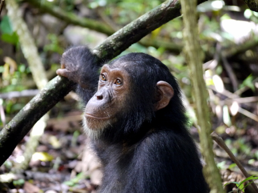 schimpansenkind