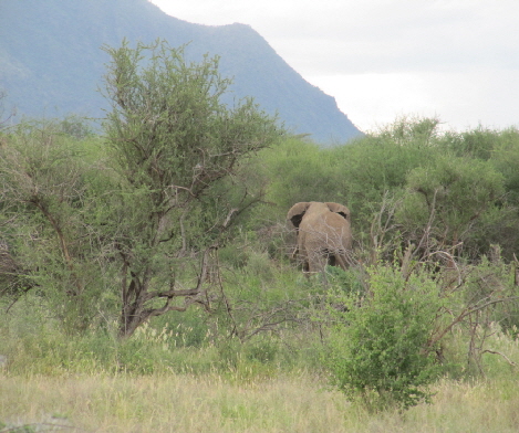 Elefanten Turkanasee
