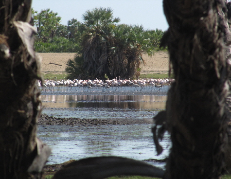 Flamingos im Sumpf 3