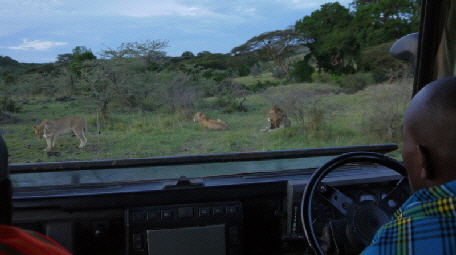 auf Safari in der Masai Mara