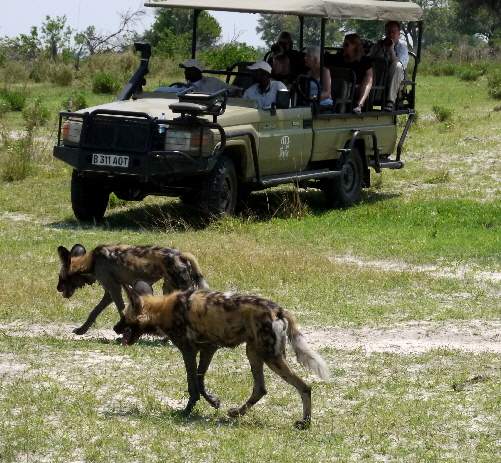 Wildhunde in Botswana- Lycaon Pictus