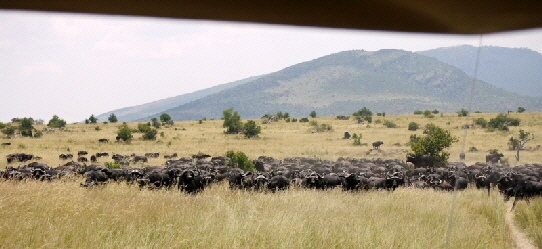 Büffel, Enkewa Camp