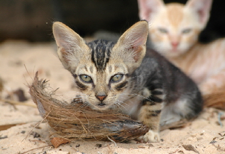 Katzen in Shela Lamu