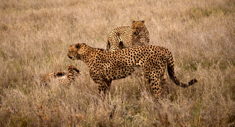 Geparden in der Mara