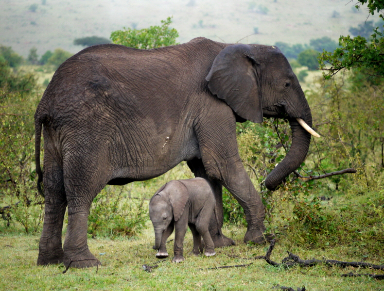 Cottars 1920- Masai Mara-Elefanten