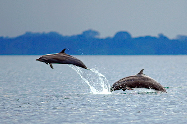delfines-1 nicuesa