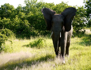 Elefantenangriff Position