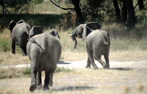 elefanten-auf-der-flucht