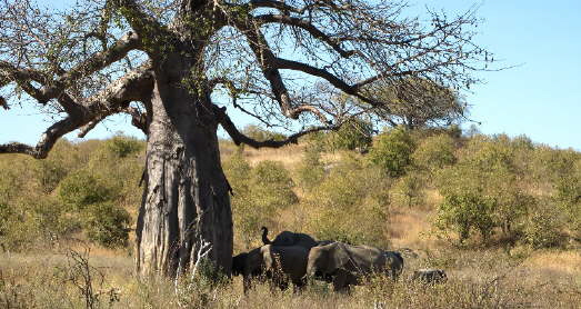 elefanten-baobab