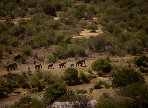 Elefanten in Lakipia