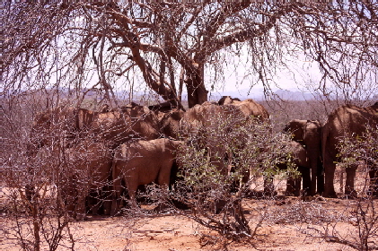 elefanten in der samburu auf safari in kenia