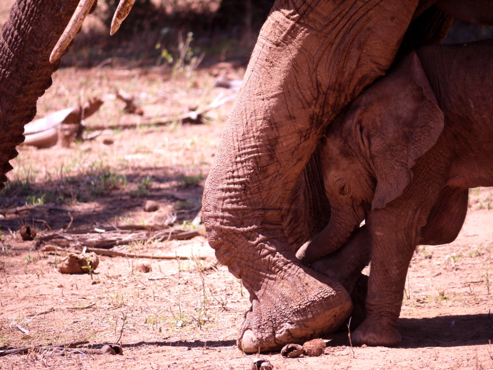 Samburu Elefantenkind