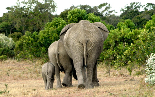 Elefanten Mara North