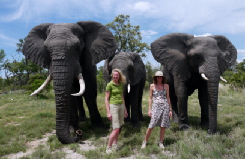 Elefantenwanderung Okavango