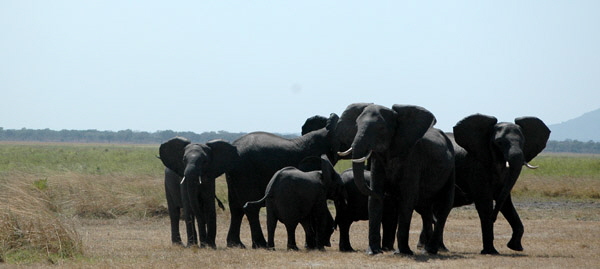 Elefanten Familie im Katavi Tansania
