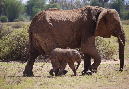 elephant watchcamp samburu