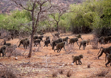 elephant-watch-camp Samburu