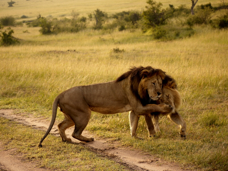 Löwenbrüder Enkewa Camp- Masai Mara