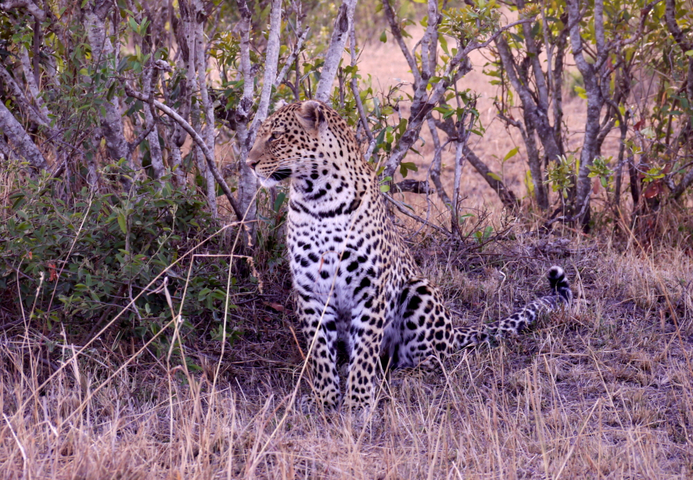 Leopard am Enkewa camp