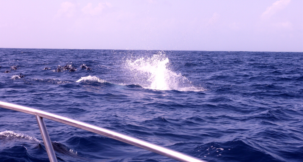 Spinner Delfine Costa Rica