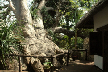 fumba-baobabsuite
