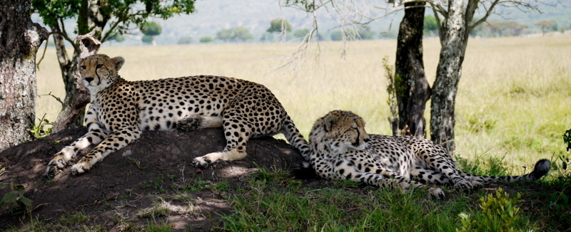 Geparden Serengeti Tansania