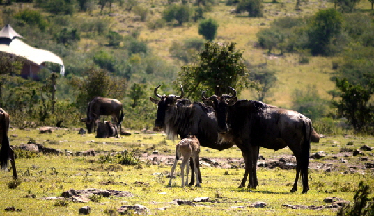 Gnus in der Masai Mara