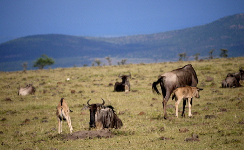 Migration in der Mara