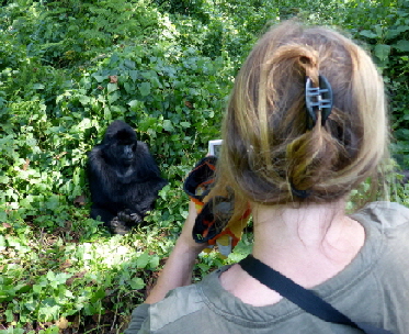 gorilla-trekking-ruanda-virungas
