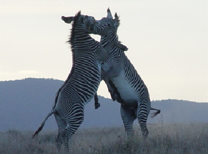grevy-zebras