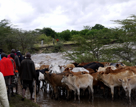 Am Talek Fluss Masai Mara