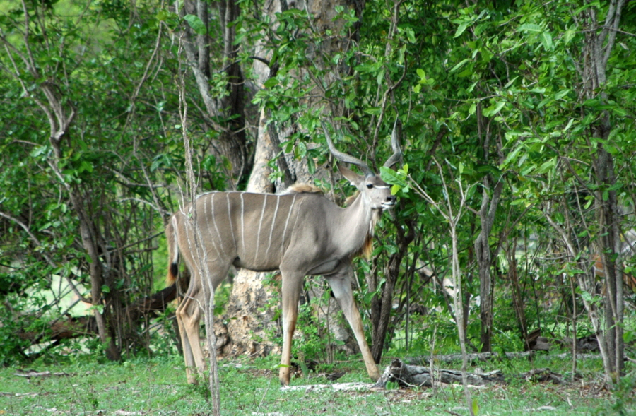 Großer Kudu Selous 