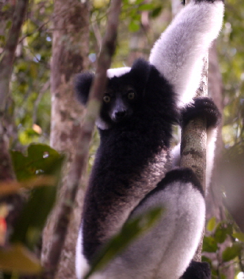 Indri Indri  Lemur