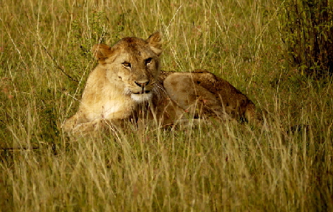 Junger Löwe in der Masai Mara