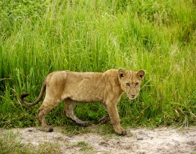 Safari Katavi Tansania