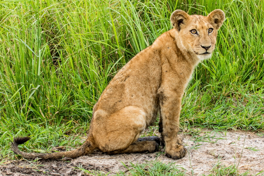 katavi-safari-tansania-reiseberichte