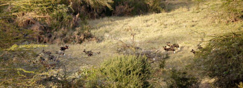 kenia wildhunde im Hochland