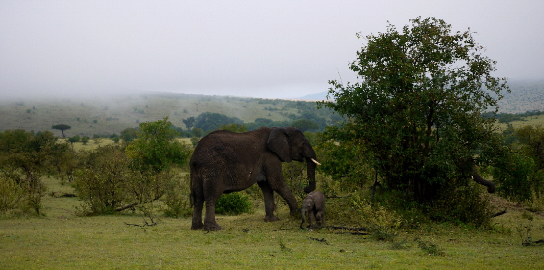 Elefantenmutter mit Baby Masai Mara