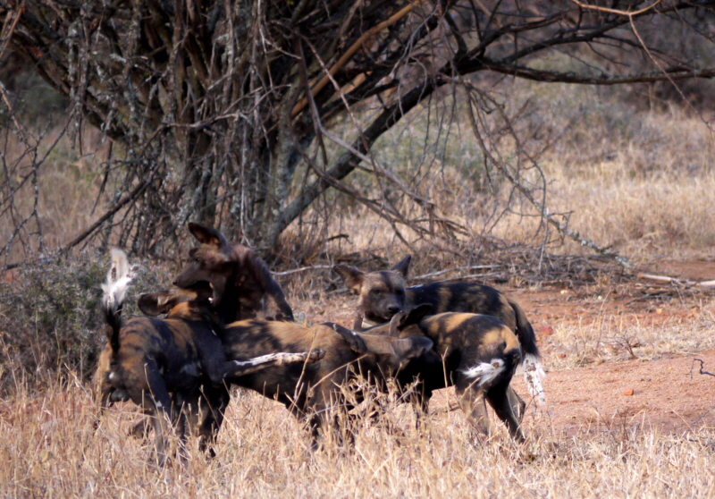 Laikipia Wilderness Camp- Afrikanische Wildhunde
