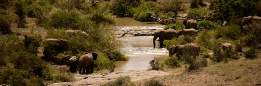 Laikipia Elefanten am Fluss