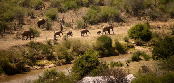 Laikipia Wilderness Camp, Elefanten