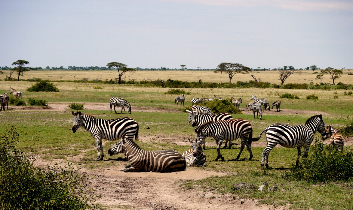 Zebras  Serengeti