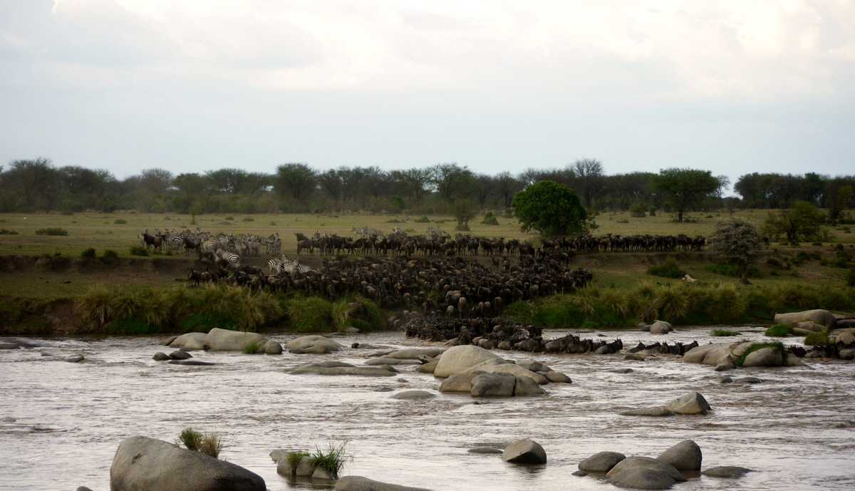 Migration am Mara Fluss