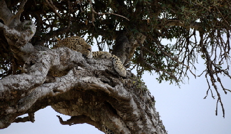 salas-camp-masaimara Leopard