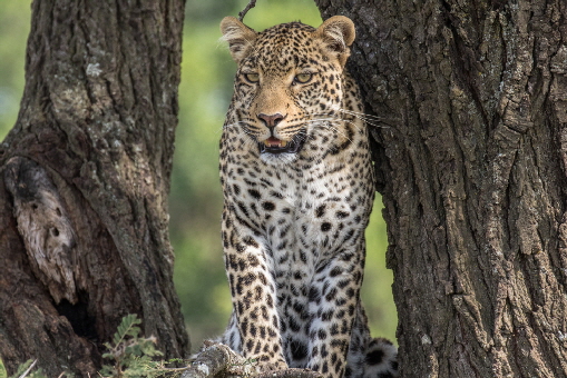 leopard-safariinkenia