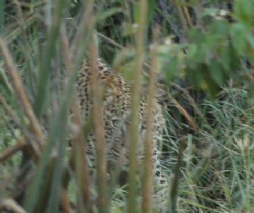 Leopard auf safari