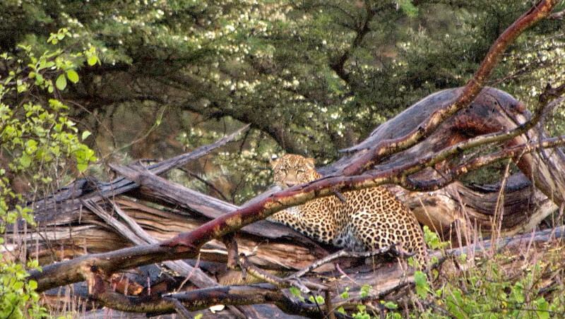 Leopardin in Lewa 